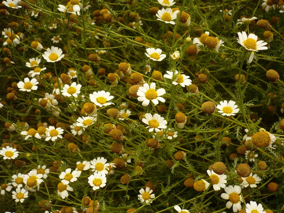Cladanthus mixtus (Asteraceae)